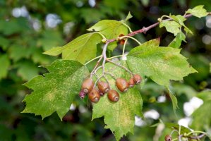 Jeřáb břek (Sorbus torminalis) – Bildagentur Zoonar GmbH / Shutterstock