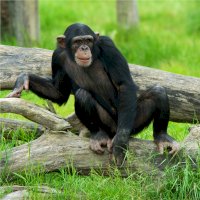 Šimpanz učenlivý (Pan troglodytes) – Eric Gevaert / Shutterstock