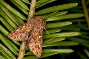 Můra sosnokaz (Panolis flammea) – W. de Vries / Shutterstock