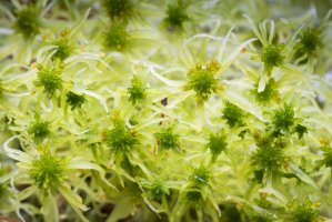 Rašeliník křivolistý (Sphagnum fallax) – Jan Holm / Shutterstock