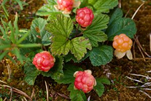 Ostružiník moruška (Rubus chamaemorus) – Nata Naumovec / Shutterstock