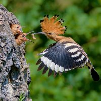Dudek chocholatý (Upupa epops), krmící mláďata  – mutinamatyas_photo / Shutterstock