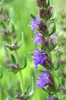 Yzop lékařský (Hyssopus officinalis) – Miroslav Hlavko / Shutterstock