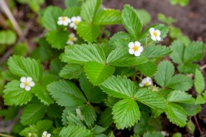 Jahodník truskavec (Fragaria moschata) – Bragapictures / Shutterstock