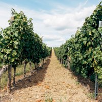 Vinice, rostliny révy vinné – Markus Winkler / Unsplash