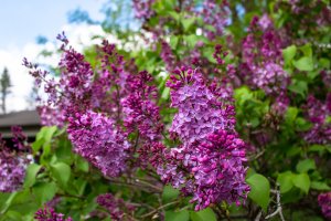 Šeřík perský (Syringa persica) – Cynthia Shirk / Shutterstock