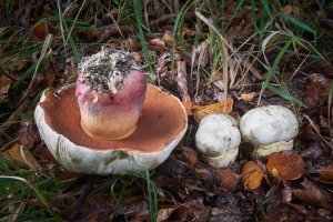 Plodnice hřibu satana (Rubroboletus satanas) – Adrian_am13 / Shutterstock