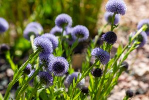 Koulenka vyšší (Globularia punctata) – Flower_Garden / Shutterstock
