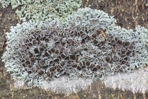 Lišejník terčovník lysý (Physcia aipolia) – Henri Koskinen / Shutterstock