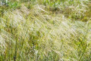 Kavyl vláskovitý (Stipa capillata) – Starover Sibiriak / Shutterstock