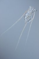 Štětinka obecná (Filinia longiseta) z kmene vířníci – Lebendkulturen.de / Shutterstock