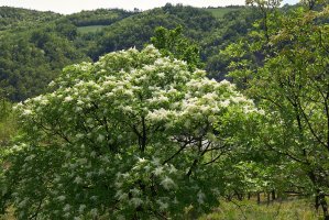 Kvetoucí jasan zimnář (Fraxinus ornus) – simona pavan / Shutterstock