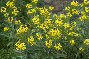 Chejr vonný (Cheiranthus cheirii) – Profimedia.cz