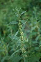 Drnavec lékařský (Parietaria officinalis) z čeledi kopřivovité – simona pavan / Shutterstock