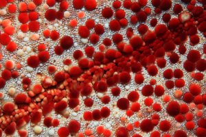 Detail mořské hvězdice – aquapix / Shutterstock