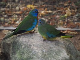 Traváček modrohlavý (Neophema splendida) – Pascal_p10 / Shutterstock