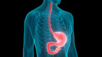 Trávicí trubice člověka, shora jícen, žaludek, dvanáctník (duodenum), 3D ilustrace – Magic mine / Shutterstock