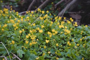 Orsej cibulkatý (Ficaria bulbifera) – Vaclav Sonnek / Shutterstock