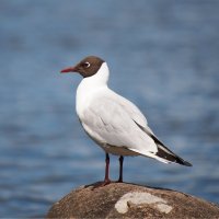 Racek chechtavý ve svatebním šatu – Zadiraka Evgenii / Shutterstock