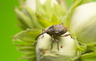 Nosatec lískový (Curculio nucum) z čeledi nosatcovitých – Henrik Larsson / Shutterstock