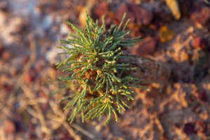 Saxaul (Haloxylon ammodendron) – Olga.Sh / Shutterstock
