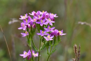 Zeměžluč okolíkatá (Centaurium erythraea) – Karin Jaehne / Shutterstock