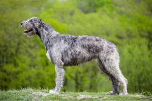 Wolfhound, irský vlkodav – Viktoriia Bondarenko / Shutterstock
