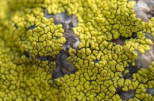 Lišejník zeměpisný (Rhizocarpon geographicum) – Gennadiy Solovyev / Shutterstock