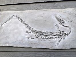 Fosilie vyhynulého plaza rodu Steneosaurus – Natalia van D / Shutterstock