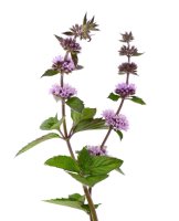 Květy máty peprné (Mentha piperita) – vandycan / Shutterstock
