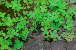 Marsilka čtyřlistá (Marsilea quadrifolia) – Kicky_princess / Shutterstock