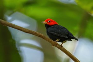 Pipulka červenohlavá (Ceratopipra mentalis) – Don Mammoser / Shutterstock