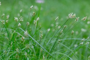 Ostřice třeslicovitá (Carex brizoides) – Ihor Hvozdetskyi / Shutterstock