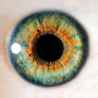 Duhovka oka – Anemone / Shutterstock