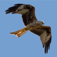 Luňák červený (Milvus milvus) – davemhuntphotography / Shutterstock