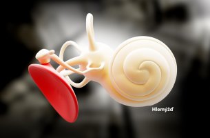 Vnitřní ucho s kostěným hlemýžděm (cochlea), 3D ilustrace – Liya Graphics / Shutterstock