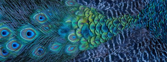Detail opeření samce páva korunkatého (Pavo cristatus) – Independent birds / Shutterstock