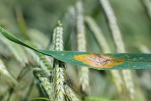 Septorióza žita (Zymoseptoria secalis; syn. Septoria secalis) – Tomasz Klejdysz / Shutterstock