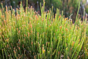 Chvojník křehký (Ephedra fragilis) – Israel Hervas Bengochea / Shutterstock