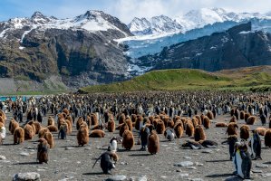 Tučňáci, Jižní Georgie a Jižní Sandwichovy ostrovy – Photo by Paul Carroll on Unsplash
