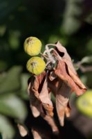 Jabloň zasažená bakteriální spálou růžovitých (Erwinia amylovora) – Olya Maximenko / Shutterstock