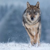 Vlk obecný (Canis lupus) – Vlada Cech / Shutterstock