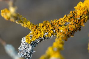 Žlutý lišejník terčovník zední (Xanthoria parietina) na větvičce – ON-Photography Germany / Shutterstock