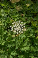 Smldník všedobr (Peucedanum ostruthium), detail rostliny s listy a květem – simona pavan / Shutterstock