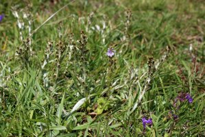 Protěž lesní (Omalotheca sylvatica) – Vankich1 / Shutterstock