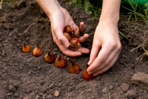 Cibule tulipánu – OlgaPonomarenko / Shutterstock