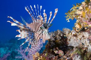 Perutýn ohnivý (Pterois volitans) – Levent Konuk / Shutterstock