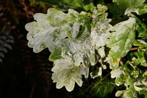 Padlí dubové (Microsphaera alphitoides) – Profimedia.CZ