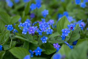 Kvetoucí pupkovec jarní (Omphalodes verna) – Gosia1982 / Shutterstock