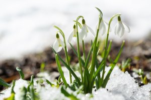 Sněženka podsněžník (Galanthus nivalis) z čeledi amarylkovité – Nitr / Shutterstock